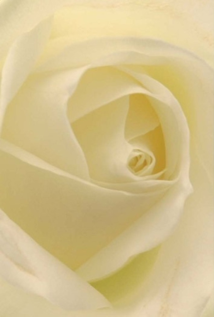 In this close-up study, a classic white rose dominates the frame, its petals forming a flawless spiral that seems to draw light into its centre. The innermost petals curl inward like a carefully folded secret, while the outer layers open with airy generosity, creating a soft bowl of overlapping ivory and cream. Gentle, diffused lighting bathes the bloom, so there are no harsh highlights-only a tender interplay of light and shadow that makes the rose appear softly luminous, as if it carries its own glow, much like the pale daylight drifting across Epping's quiet residential streets. The colour palette is restrained but rich in nuance: warm white, subtle cream, and a faint wash of pale yellow near the heart, all blending seamlessly. Each petal appears velvety and thick, with a matte, creamy surface that you can almost feel beneath your fingertips, reminiscent of fine parchment or the smoothness of a satin ribbon used to tie a hand-tied bouquet. The shadows resting between the folds are gentle, adding a sense of depth and inner calm. As an experienced florist working with clients across Epping and the nearby villages, I recognise in this rose a versatile beauty: perfectly suited for a bridal posy carried through a ceremony at a local registry office, a single-bloom statement in a sympathy arrangement, or an elegant centrepiece gracing a dinner table near Epping Forest. The mood of the image is serene and introspective, like a quiet moment of reflection after flowers have been delivered and arranged. The rose suggests purity, sincerity, and enduring affection, and the photograph captures that delicate balance between fragility and resilience that makes white roses so treasured in thoughtfully designed floral compositions.