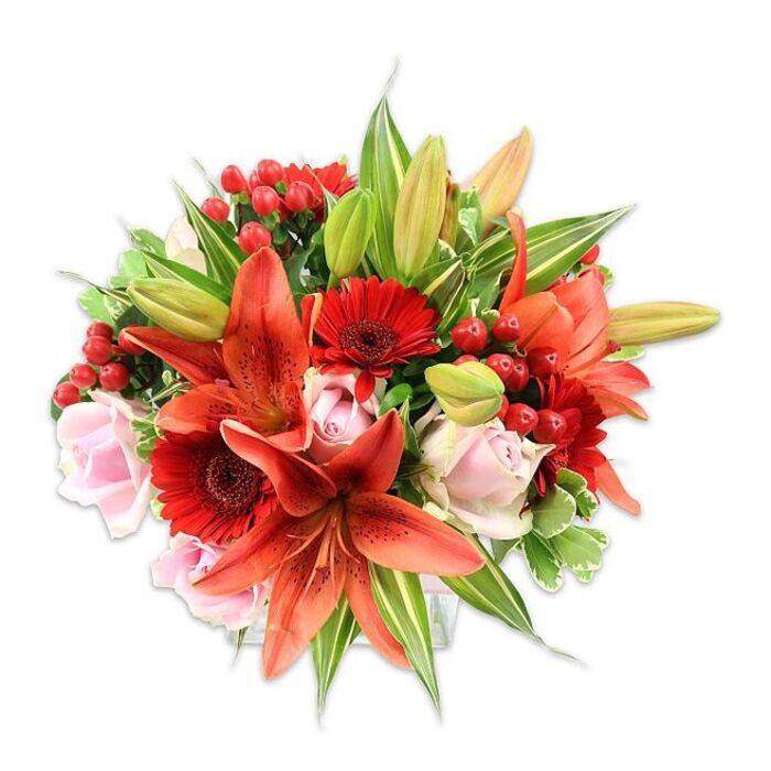 Set against a pristine white field, this densely composed floral bouquet presents a study in colour and texture that reads as both bold and intimate. At its heart, several large Asiatic-style lilies in an intense orange-red open wide, their recurved, speckled petals and prominent dark stamens introducing focal drama and an almost sensual, spicy floral note. Intermingled are vivid red Gerbera daisies with fine, tooth-like petals fanning from a darker centre, adding rhythm and a cheerful graphic pattern. Pale blush roses - some tightly furled, some slowly unfurling - soften the composition with velvety curves and a romantic sentiment. Bright, glossy red hypericum berries are tucked into the mix like tiny beaded accents, bringing compact shine and a contrast in form to the broader petals. The whole arrangement is lavishly built up with layered greenery: broad, solid green leaves that ground the bouquet, slender pointed lily leaves that add vertical energy, and a few variegated leaves streaked with cream and light green that introduce subtle brightness and visual texture. The bouquet's rounded, balanced silhouette and meticulous grouping of blooms demonstrate careful hand-assembly familiar to local studios in Epping and neighbouring villages such as Theydon Bois and Loughton. In soft daylight this arrangement exudes warmth and celebration - suitable for anniversaries, heartfelt congratulations or to brighten a home after a stroll beneath the oak and hornbeam canopy of Epping Forest. The interplay of smooth rose petals, papery lilies and waxy berries makes this a bouquet that invites both sight and touch, and whose colour story of fiery reds, oranges and gentle pinks is designed to linger in memory.