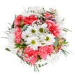 This delicately constructed bouquet channels the essence of Epping's spring, blending bold vibrancy with subtle elegance to craft an arrangement that feels both joyous and serene. Anchoring the design are radiant white daisies, their glowing green centers and flawless petals reminiscent of sun-dappled mornings strolling through Epping's bustling marketplace. Plush coral-pink carnations nestle closely among them, their ruffled blooms imparting rich texture and lively colour, while clouds of baby's breath and slender eucalyptus leaves contribute softness and a gentle, refreshing scent. Between the lush greenery, a few alstroemeria buds show hints of blush-purple and soft pink, quietly evoking anticipation and the promise of fresh moments-a fitting flourish for birthdays, anniversaries, or heartfelt thank-yous. The bouquet's rounded, harmonious form-meticulously arranged and beautifully lit by natural light-brings together colour and texture in a display that's sure to warm any room from North Weald to Theydon Bois. Whether delivered as a gift or enjoyed at home, this arrangement offers a tranquil yet exuberant tribute to the skill of Epping's finest florists and the beauty of locally sourced blooms.